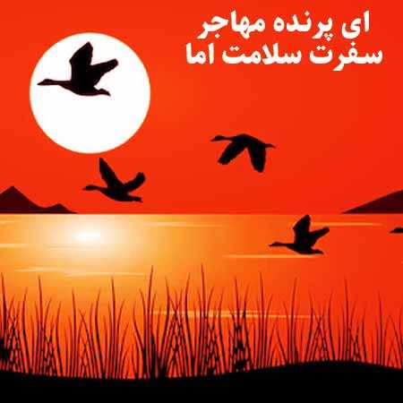دانلود آهنگ پرنده مهاجر سیاوش قمیشی
