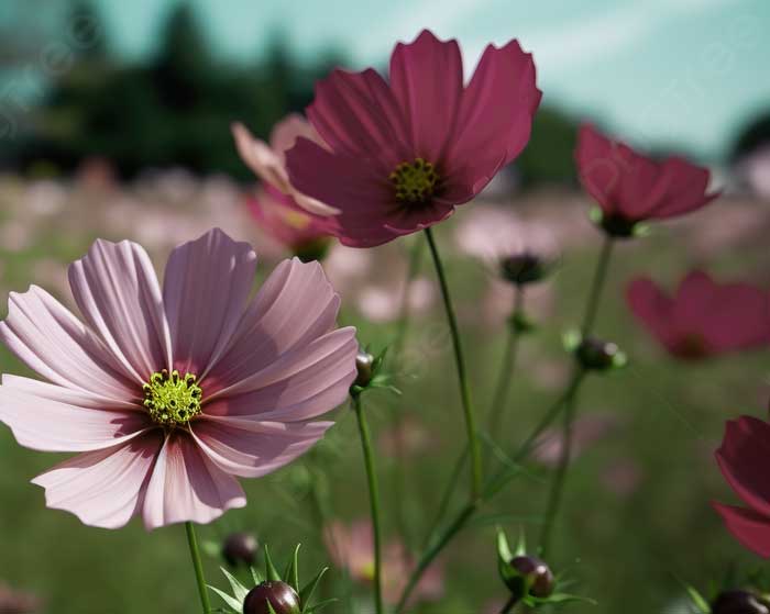 دانلود آهنگ زندگی ای زندگی خستم هوش مصنوعی دانلود آهنگ زندگی ای زندگی خستم هوش مصنوعی