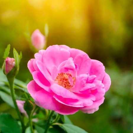 دانلود آهنگ گلها 5 هایده