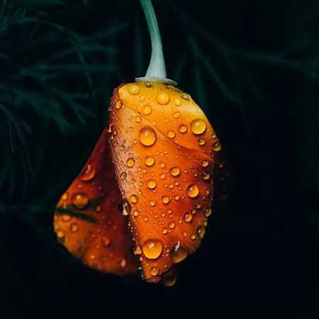 دانلود آهنگ شب میخونه هایده دانلود آهنگ شب میخونه هایده