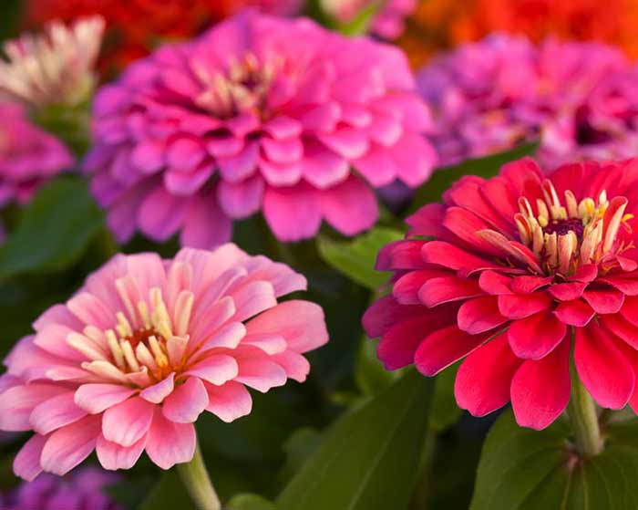دانلود آهنگ نازک نارنجی ای می کرنجی سجاد باغنده دانلود آهنگ نازک نارنجی ای می کرنجی سجاد باغنده