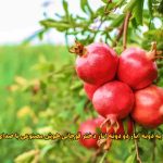 دانلود آهنگ یه دونه انار دو دونه انار دختر قوچانی هوش مصنوعی با صدای زن اینستا دانلود آهنگ یه دونه انار دو دونه انار دختر قوچانی هوش مصنوعی با صدای زن اینستا