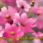 دانلود آهنگ تو معجون گل و مخمل نوری معین دانلود آهنگ تو معجون گل و مخمل نوری معین
