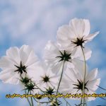 دانلود آهنگ دیگه دستای تو ازم خیلی خیلی دور شدن هوش مصنوعی صدای زن