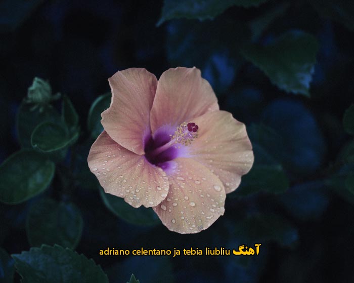 دانلود آهنگ adriano celentano ja tebia liubliu دانلود آهنگ adriano celentano ja tebia liubliu